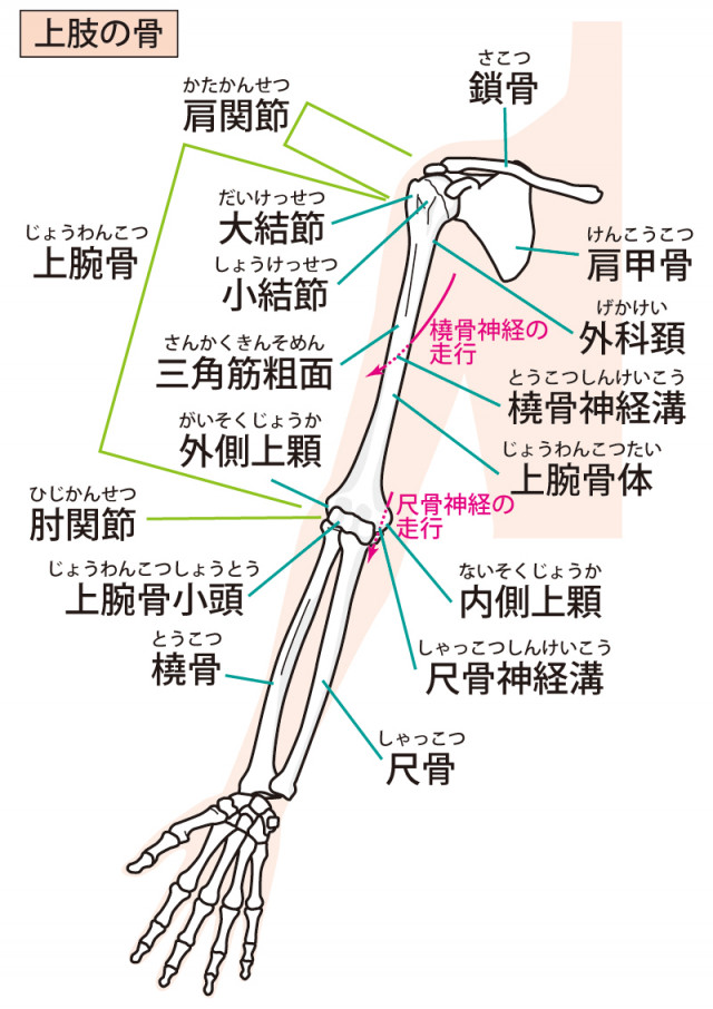 テニス肘とは