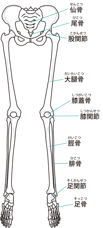 骨盤の歪みが肉離れの原因です。