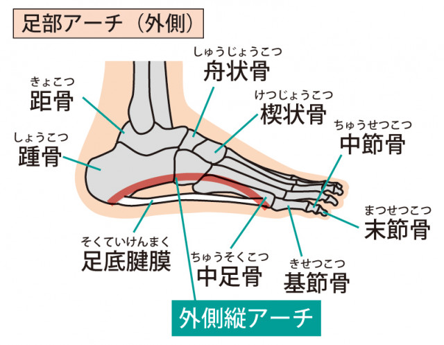 足のアーチの少なさがモートン病の原因になります。